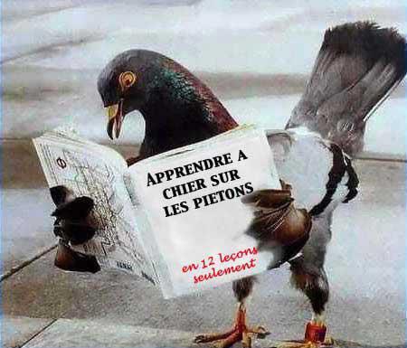 PiGeons �coli�^^